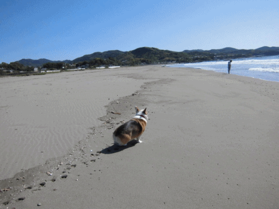 砂浜　走るマロ