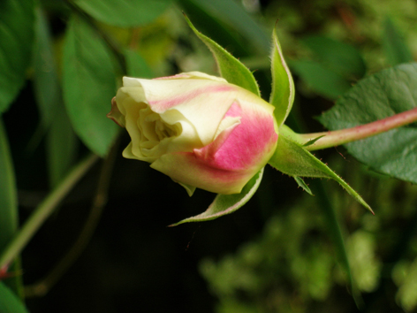 DSCN5044.jpg