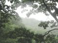 雨と霧の森