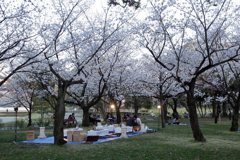 9781_駿府城公園 夜桜の場所取り