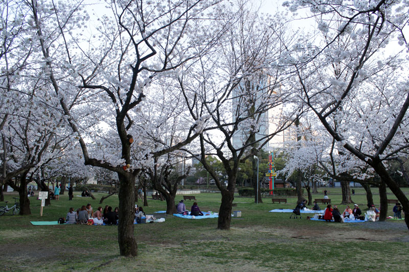 9786_駿府城公園 夜桜の場所取り