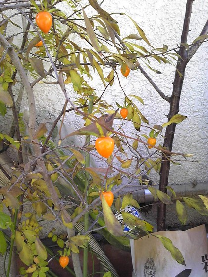 2012小柿