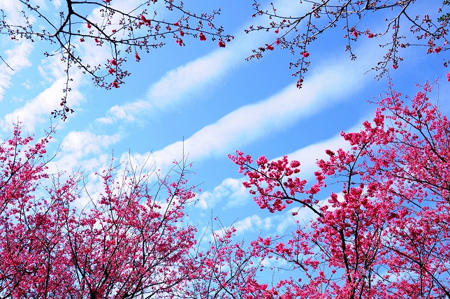 春色の空