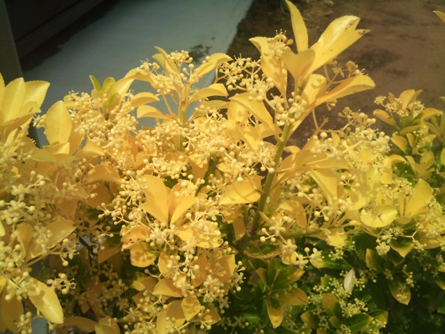 新築からecoライフ オウゴンマサキの花
