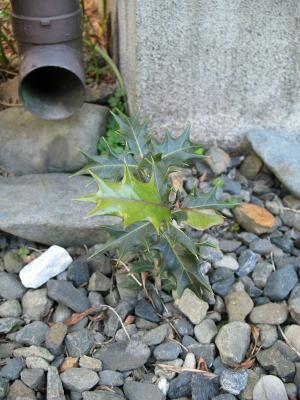 2008年初冬、に葉に芽を出したヒイラギその2