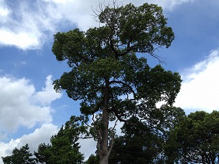 法輪寺の木