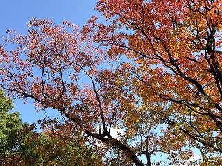 大森中央公園 紅葉４