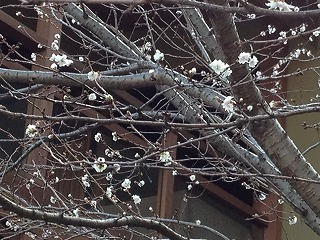 徳川園庭園寒桜