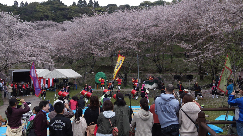 桜祭り開催