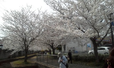 桜満開②