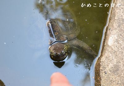 DSC_0935-kusa.jpg