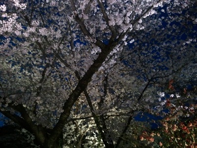 植物園桜