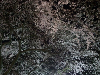 平野神社桜