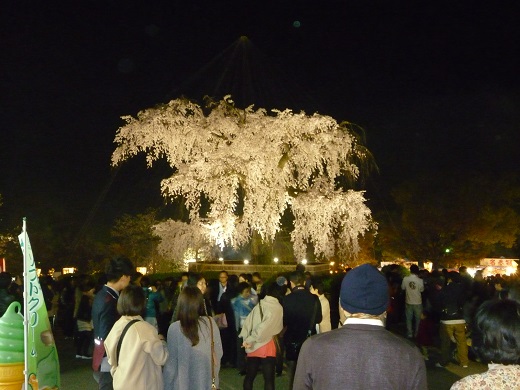 円山公園・2013.04.01