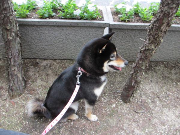 mari (13)