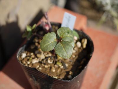 niger × lividus(斑) 013-001