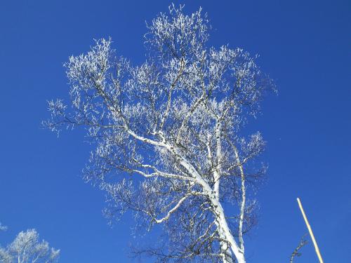 白樺の木樹氷（２６．１２．１９）