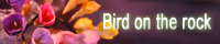 Bird_on_the_rock_web