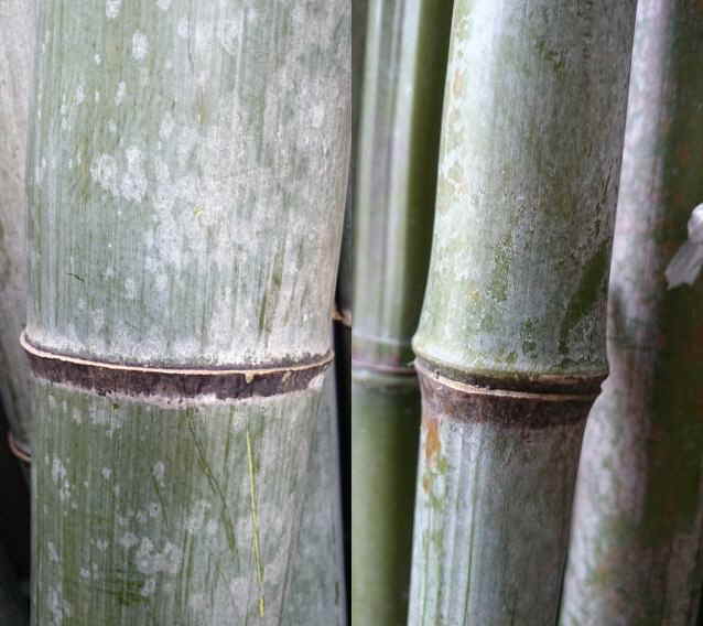 竹の種類・見分け方 ステップワゴンでいこう