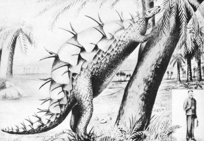 800px-Stegosaur.jpg