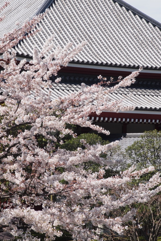 【PhotoTable】桜と浅草