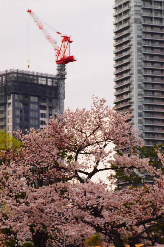 【PhotoTable】桜とビル(東京の桜を撮る)