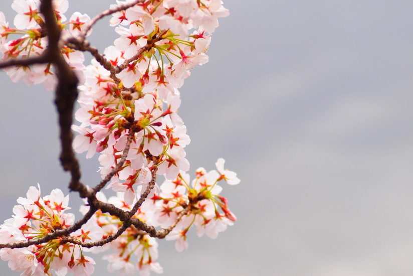 【PhotoTable】桜と上野