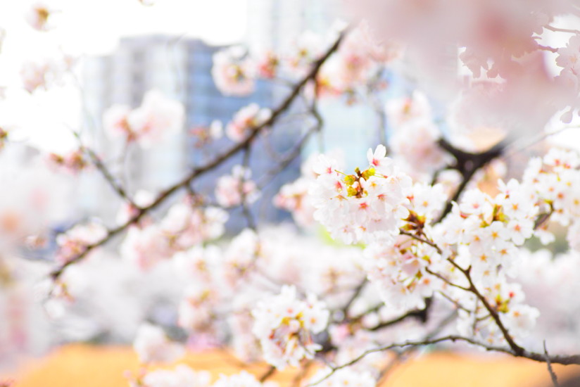 【PhotoTable】桜と上野