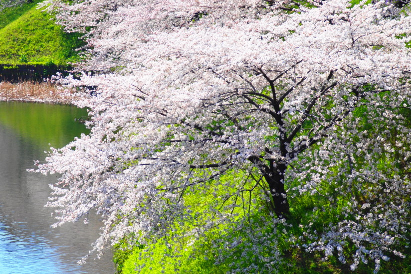 【PhotoTable】6月ですが(東京の桜を撮る)