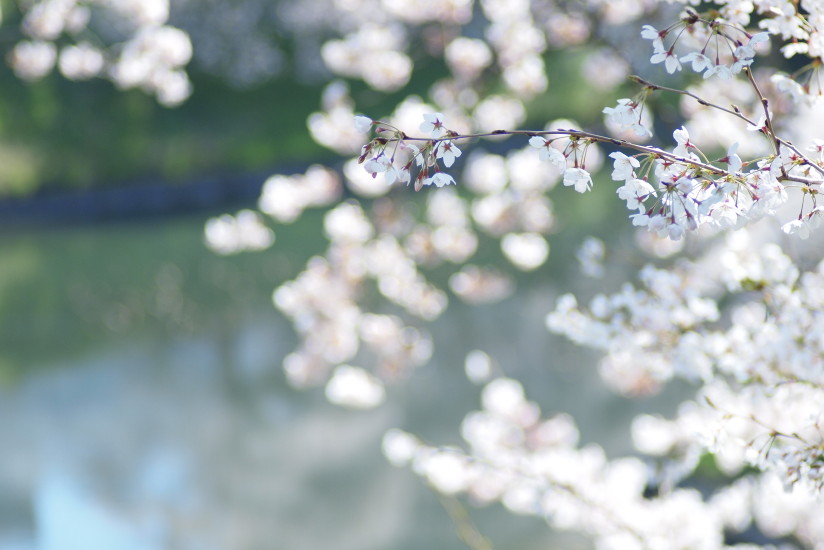 【PhotoTable】淵と桜(東京の桜を撮る)