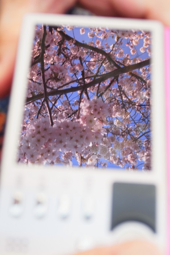 【PhotoTable】東京の桜(東京の桜を撮る)