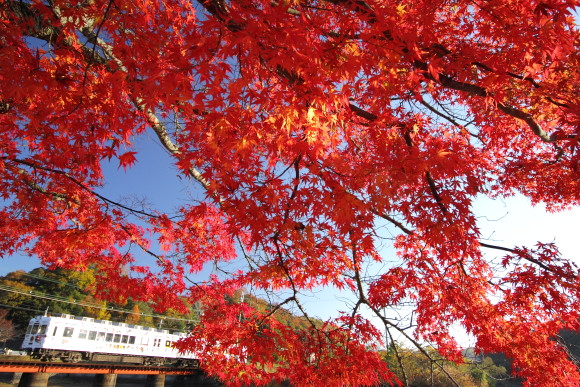 2014/11/30 和歌山電鐵貴志川線 大池遊園