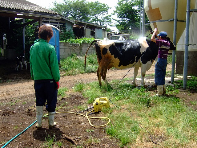 牛を洗う長嶌満さん