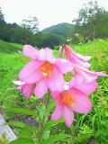 ヒメサユリ20120701 (14)