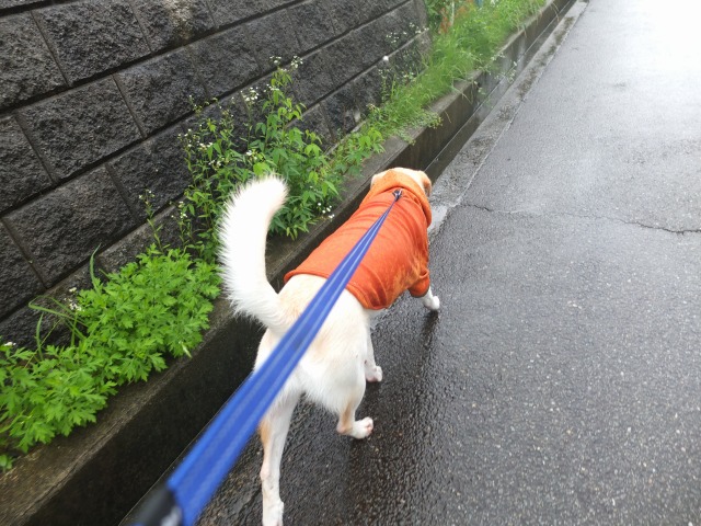 DSCF5258.jpg