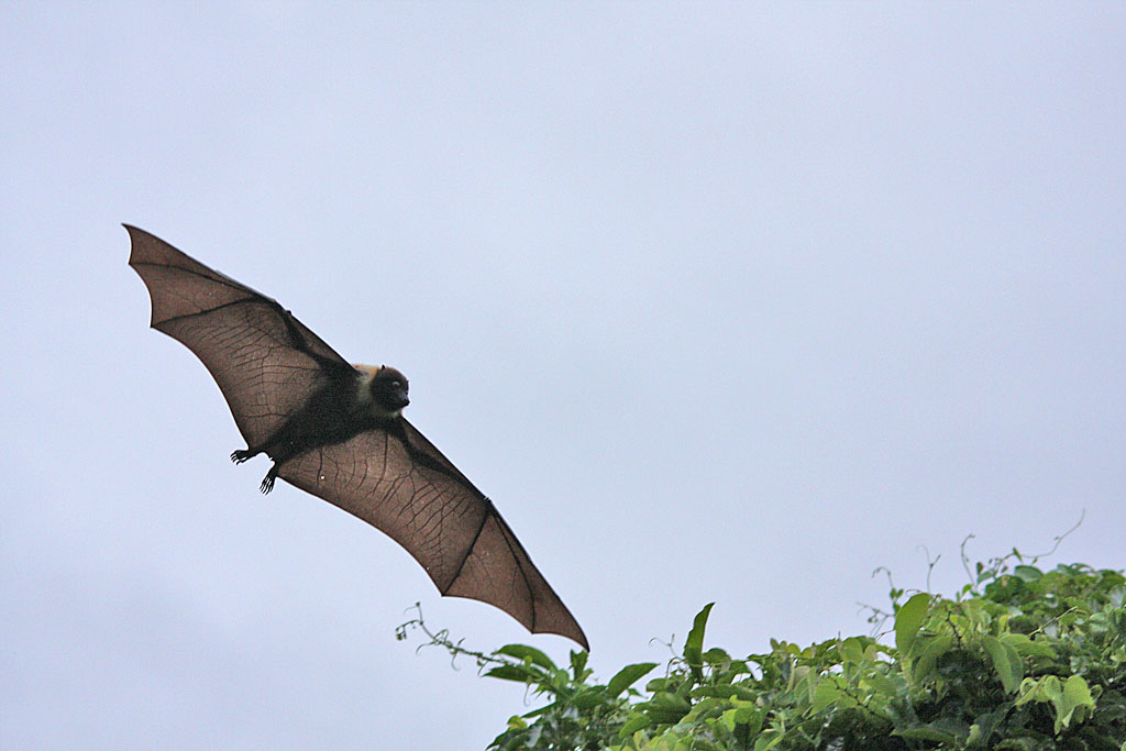 沖縄で鳥見 大コウモリ出現 すーさんのゆったり自然観察