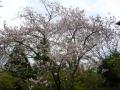 法輪寺桜