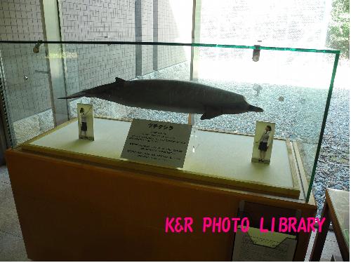 ツチクジラの模型