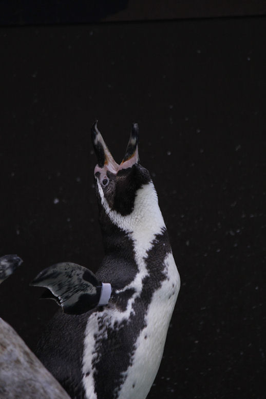 '13.4.19 fumboldt penguin 8120