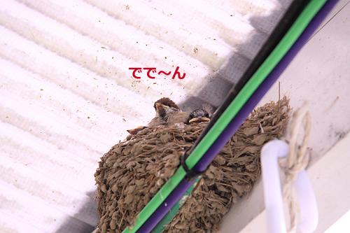 ツバメの巣の中のすずめの雛01