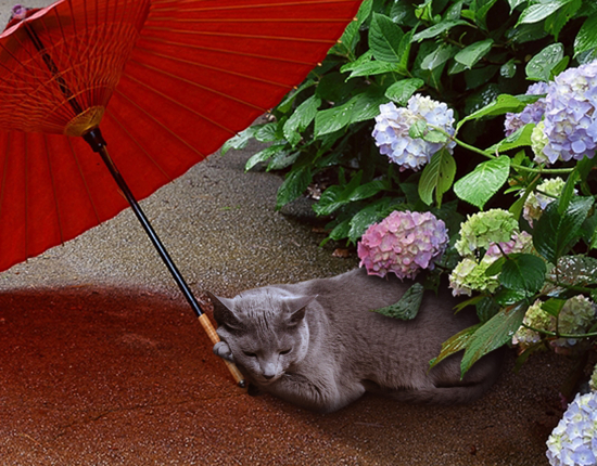 傘猫2