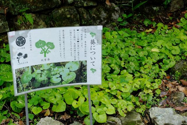 13年6月22日 (7)