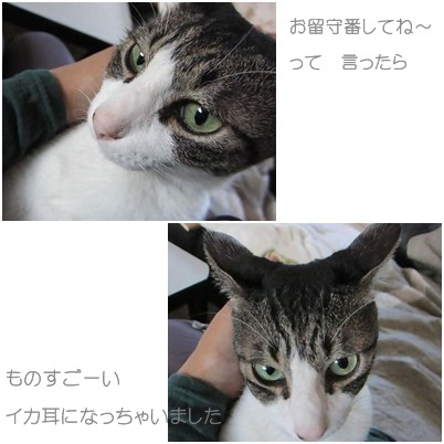 cats1_20120902151708.jpg