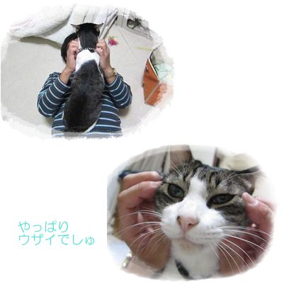cats_20121230153321.jpg