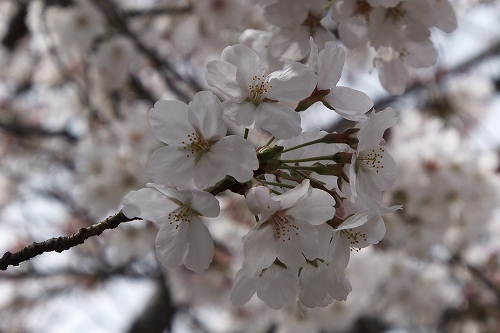 宝塚の桜