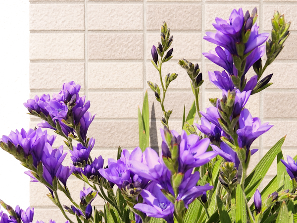 春に咲く紫の花 検索結果にｈｉｔしなかったバビアナ