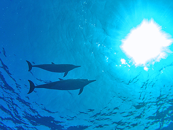 イルカ画像 ハワイ イルカと泳ぐ自然の癒し