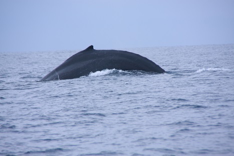 鯨６