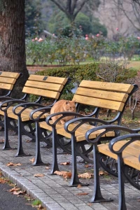 Ai-chan The Cat on Bench