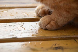 Cat Feet on Wet Bench